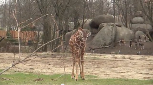 Giraffkalv, Sött, VideoExtra, Djur, Giraff